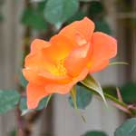 バラ ウォームウェルカム｜花の手帖の薔薇図鑑