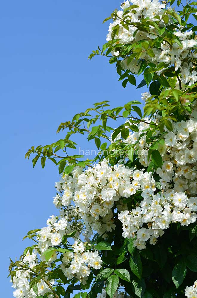 バラ ウェディング デイ｜花の手帖の薔薇図鑑