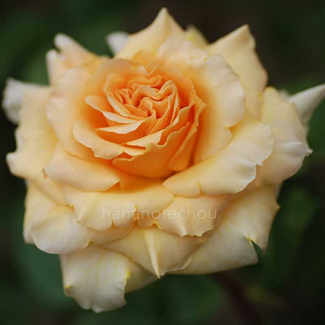 バラ ウェルウィン ガーデン グローリー｜花の手帖の薔薇図鑑