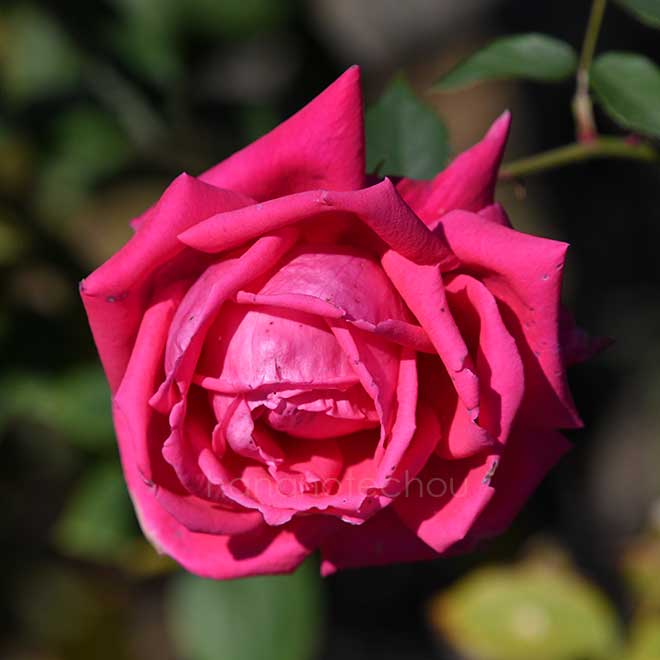 バラ ウェンディ カッソンズ｜花の手帖の薔薇図鑑