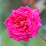 バラ つる ウェンディ カッソンズ｜花の手帖の薔薇図鑑