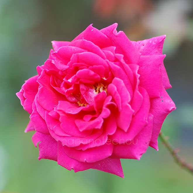 バラ つる ウェンディ カッソンズ｜花の手帖の薔薇図鑑