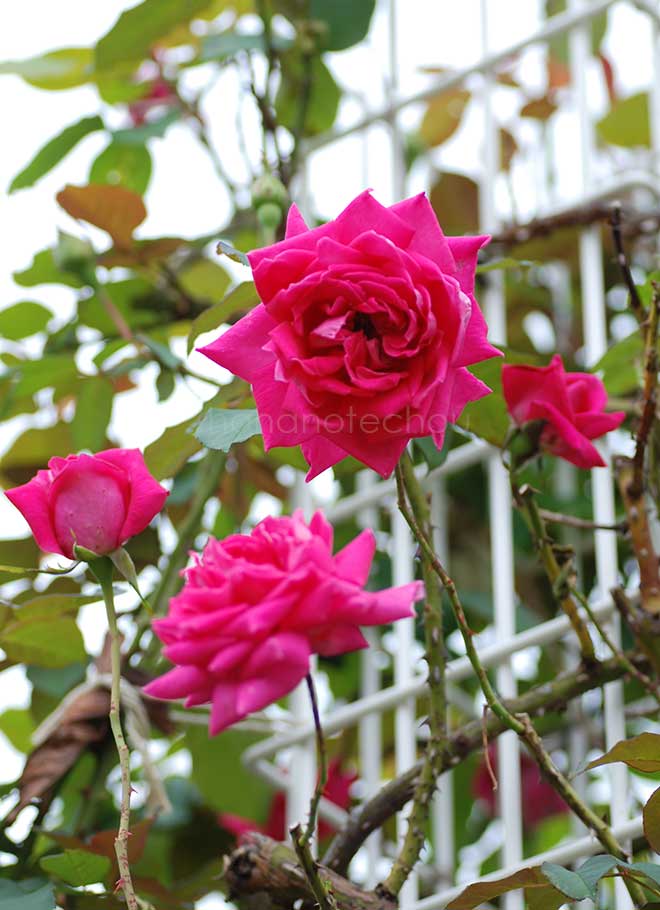 バラ つる ウェンディ カッソンズ｜花の手帖の薔薇図鑑