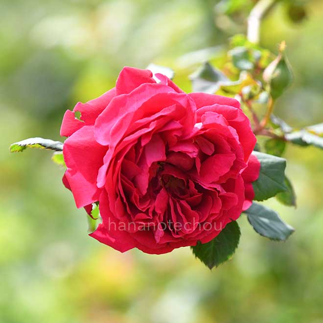 バラ ウェンゼル｜花の手帖の薔薇図鑑