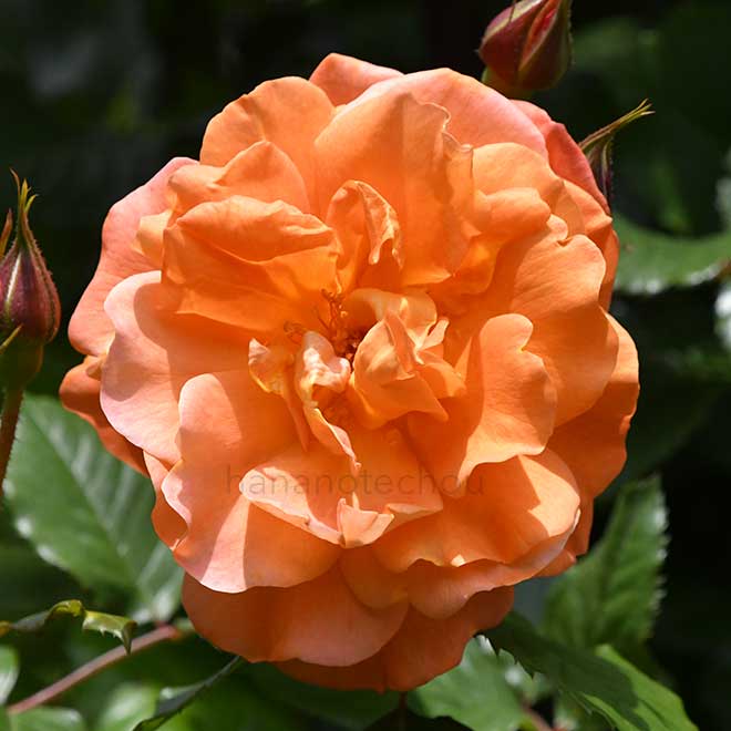 バラ ウェスターランド｜花の手帖の薔薇図鑑