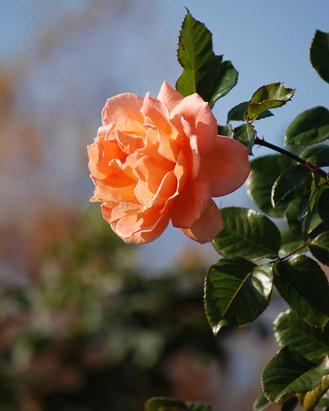 バラ ヴェストファーレンパーク｜花の手帖の薔薇図鑑