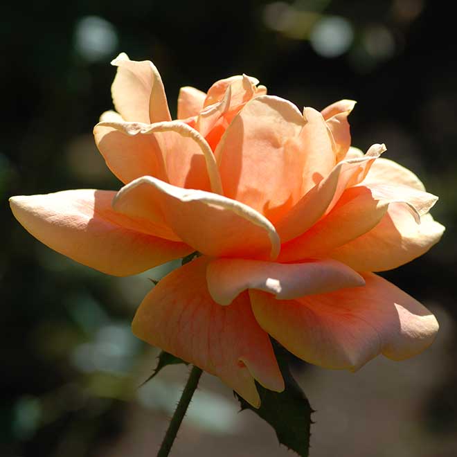 バラ ｜花の手帖の薔薇図鑑