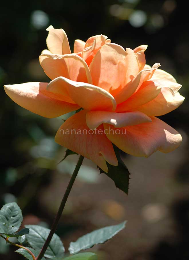 バラ ウィンナー シャルメ｜花の手帖の薔薇図鑑