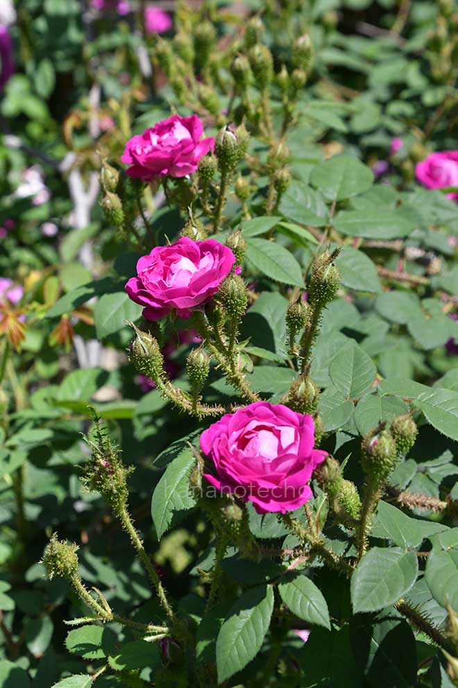 バラ ウィリアム ロブ｜花の手帖の薔薇図鑑