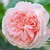 バラ ウィリアムモーリス｜花の手帖の薔薇図鑑