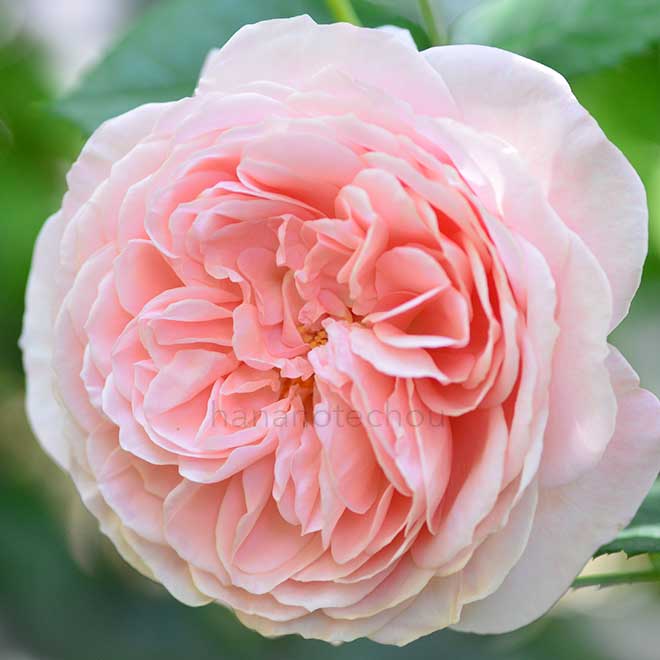 バラ ウィリアム モーリス｜花の手帖の薔薇図鑑