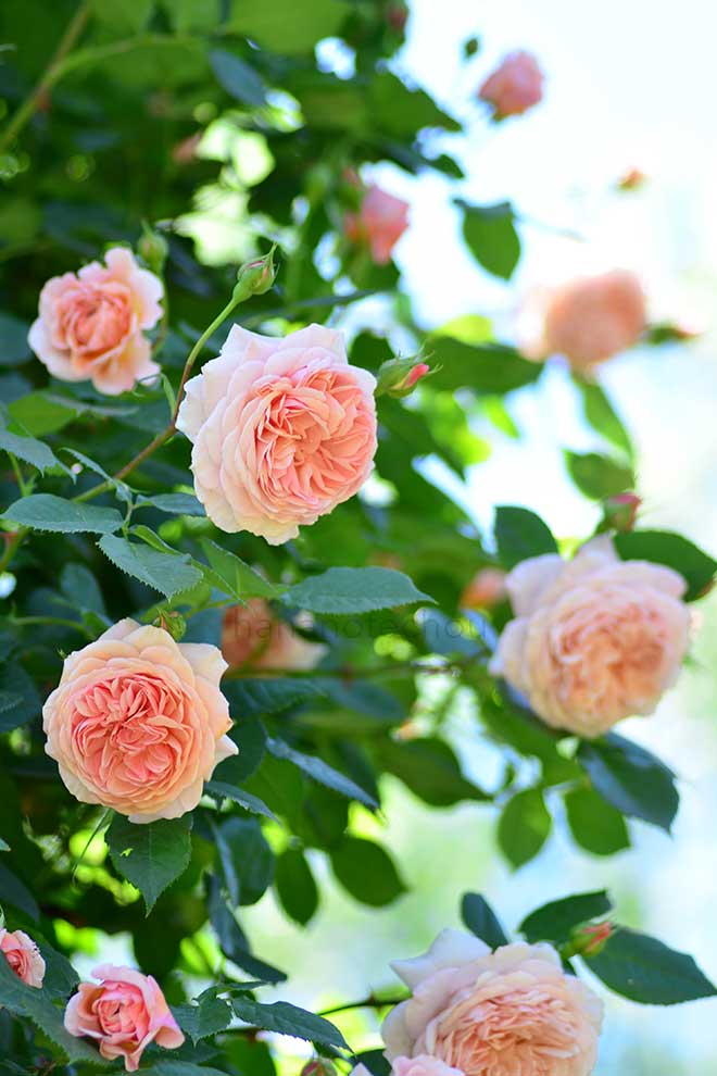 バラ ウィリアム モーリス｜花の手帖の薔薇図鑑