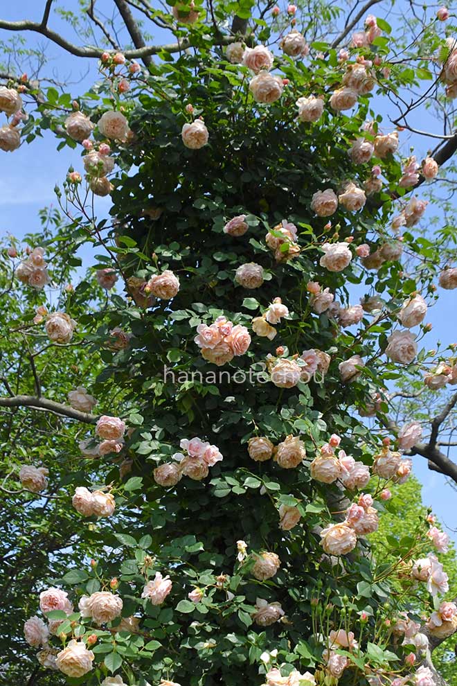 バラ ウィリアム モーリス｜花の手帖の薔薇図鑑