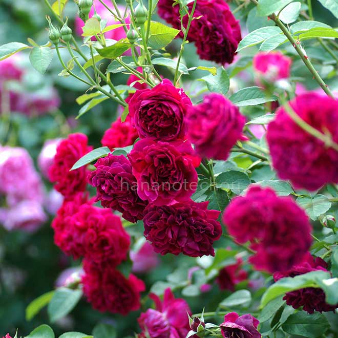 バラ ウィリアム シェークスピア 2000｜花の手帖の薔薇図鑑