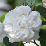 バラ ｜花の手帖の薔薇図鑑