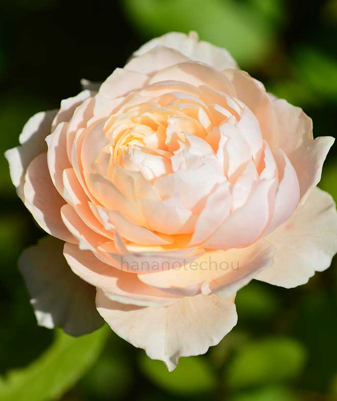 バラ ウィンダーミア｜花の手帖の薔薇図鑑