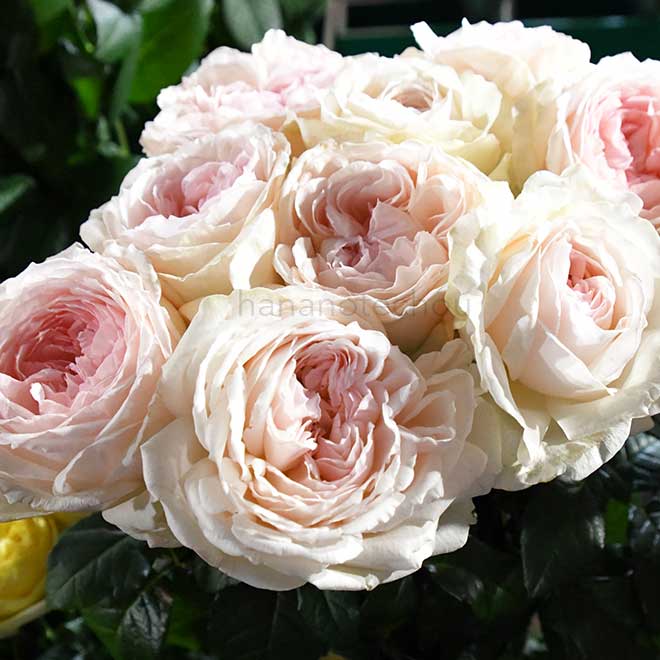 バラ ウィッシング｜花の手帖の薔薇図鑑