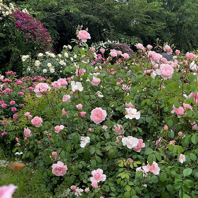 バラ ウィズレー 2008｜花の手帖の薔薇図鑑