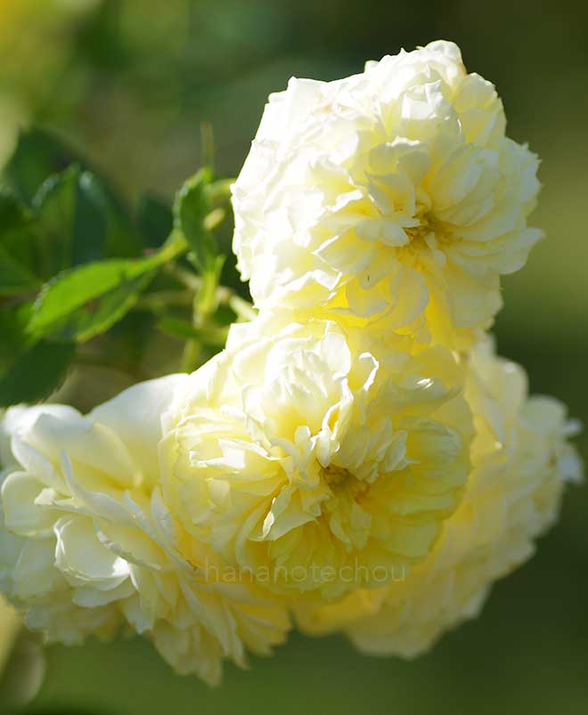 バラ イエローボタン｜花の手帖の薔薇図鑑