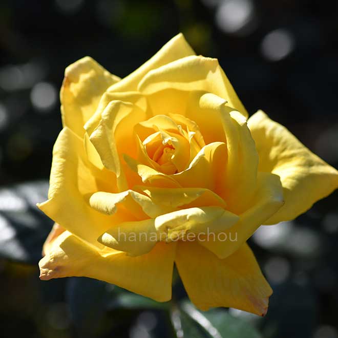 バラ イエロー ジャイアント｜花の手帖の薔薇図鑑
