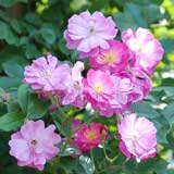 バラ ｜花の手帖の薔薇図鑑