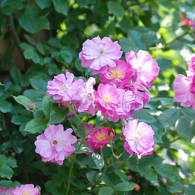 バラ イエスタデー｜花の手帖の薔薇図鑑