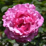 バラ イヴ ピアッチェ｜花の手帖の薔薇図鑑