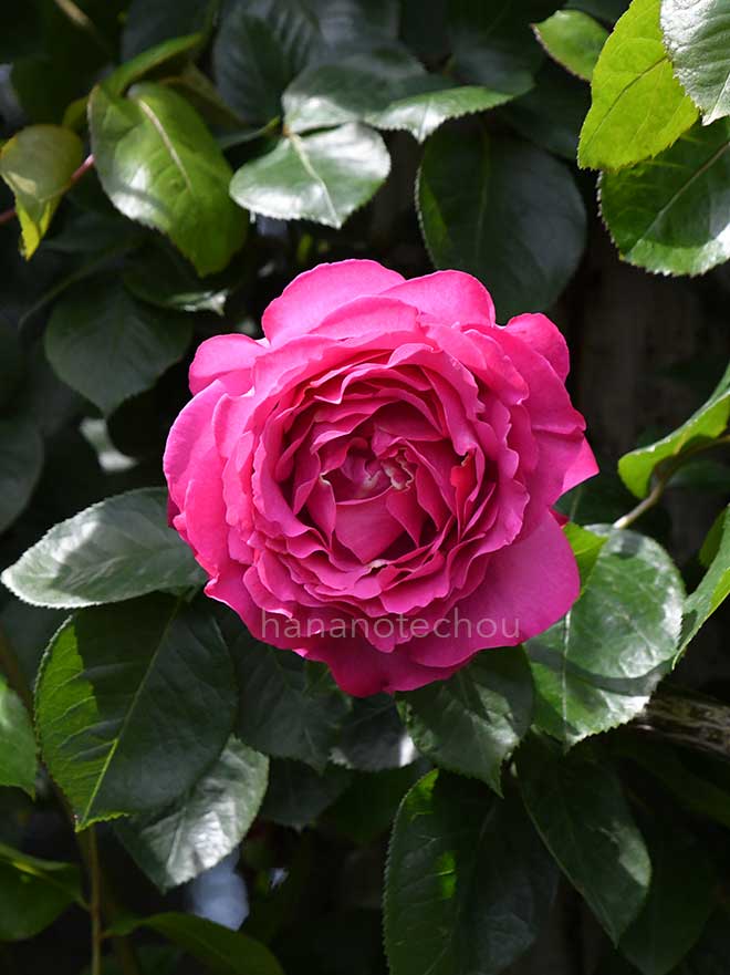 バラ つる イヴピアジェ｜花の手帖の薔薇図鑑