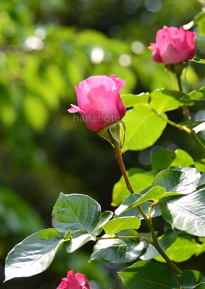 バラ つる イヴピアジェ｜花の手帖の薔薇図鑑