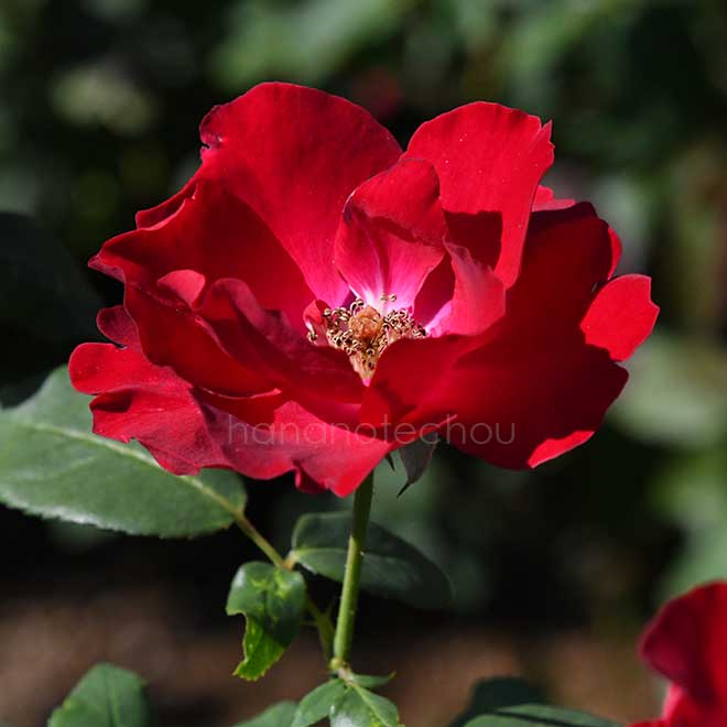 バラ ベビー ブレーズ｜花の手帖の薔薇図鑑