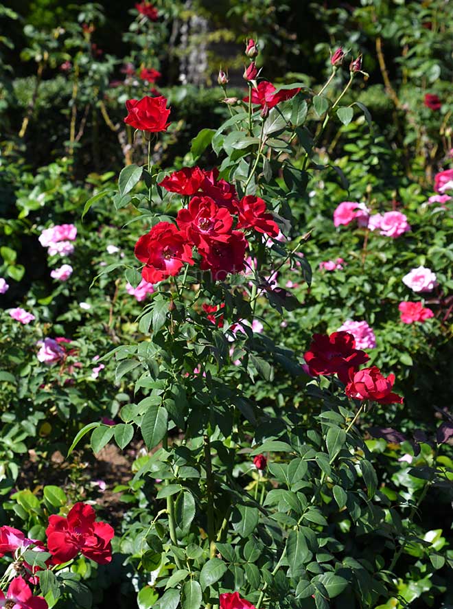 バラ ベビー ブレーズ｜花の手帖の薔薇図鑑