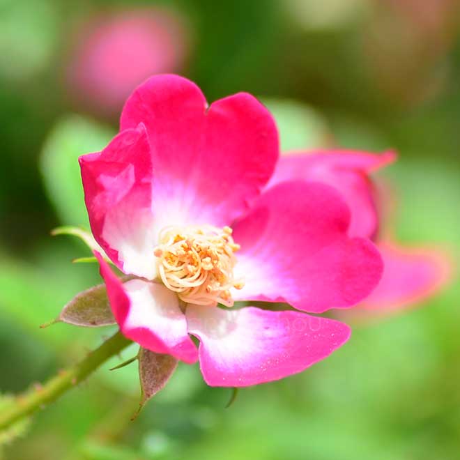 バラ ベビー カクテル｜花の手帖の薔薇図鑑