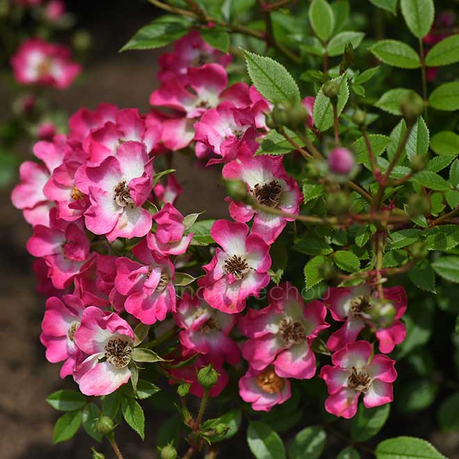 バラ ベビー カクテル｜花の手帖の薔薇図鑑