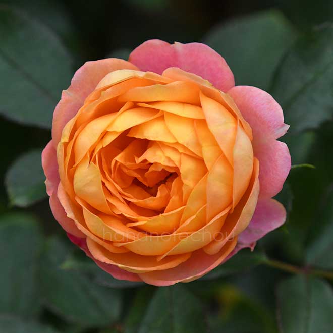 バラ ベビー ロマンティカ｜花の手帖の薔薇図鑑