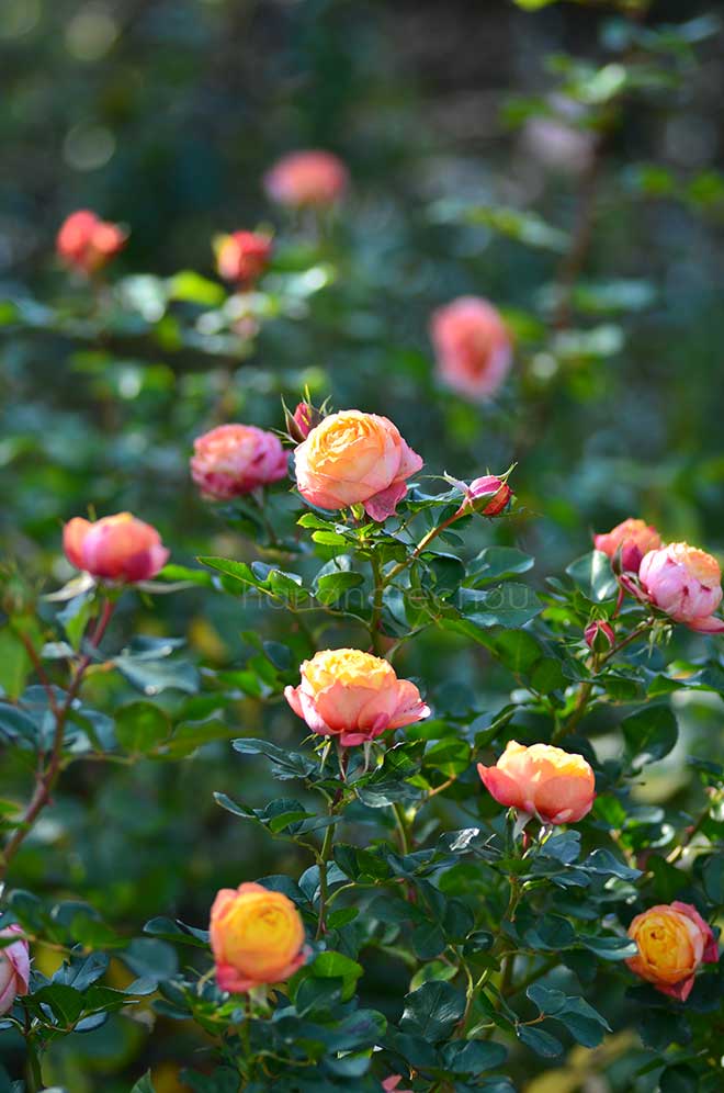 バラ ベビー ロマンティカ｜花の手帖の薔薇図鑑