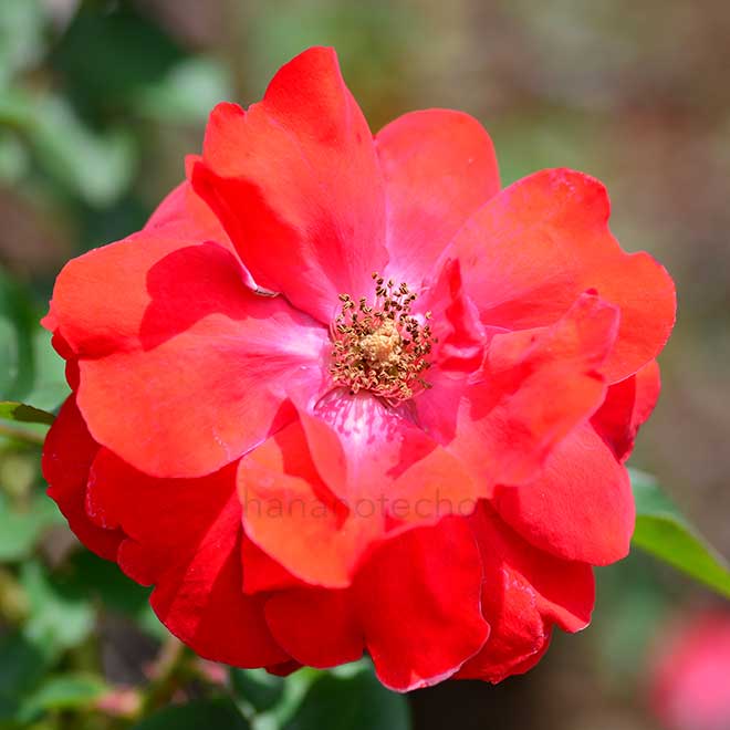 バラ バート ヴェーリスホーフェン｜花の手帖の薔薇図鑑