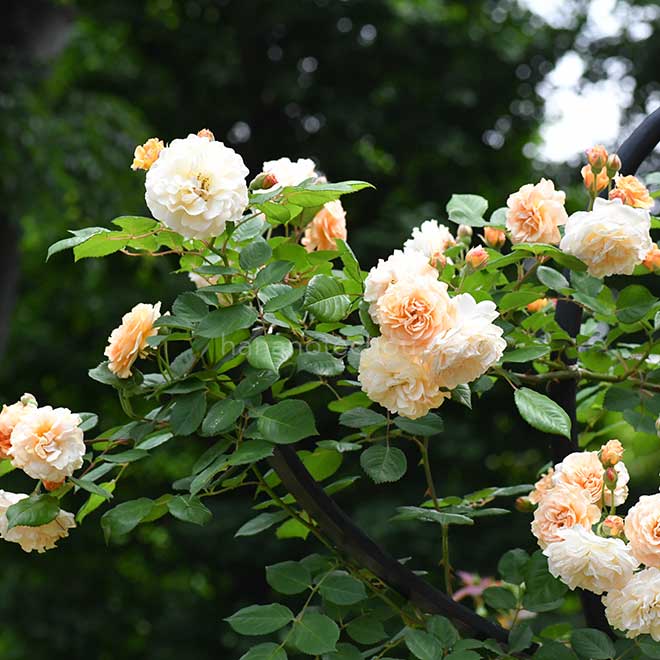 バラ バフビューティ｜花の手帖の薔薇図鑑