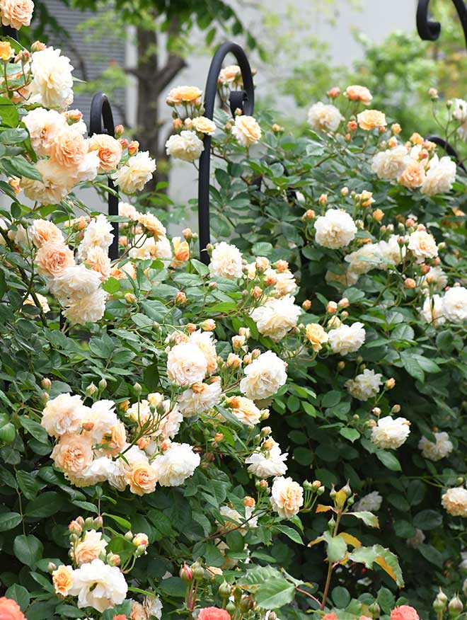 バラ バフビューティ｜花の手帖の薔薇図鑑