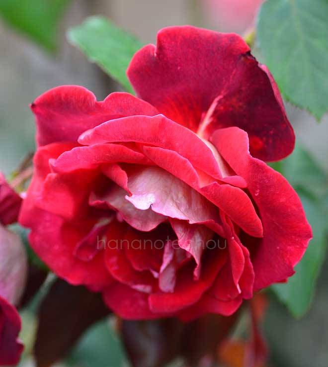 バラ バヤツォ｜花の手帖の薔薇図鑑