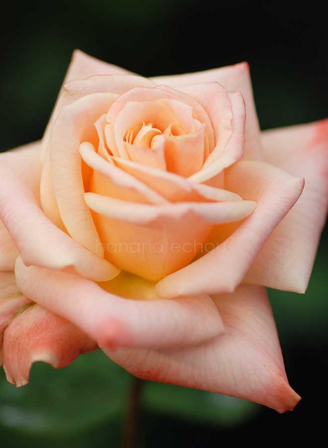 バラ バル デュ ソワール｜花の手帖の薔薇図鑑