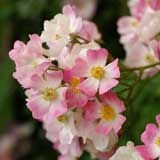 バラ ｜花の手帖の薔薇図鑑