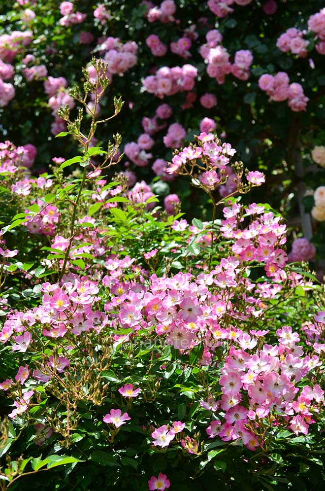 バラ バレリーナ｜花の手帖の薔薇図鑑
