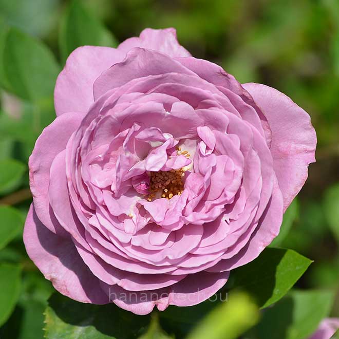 バラ バルチック｜花の手帖の薔薇図鑑