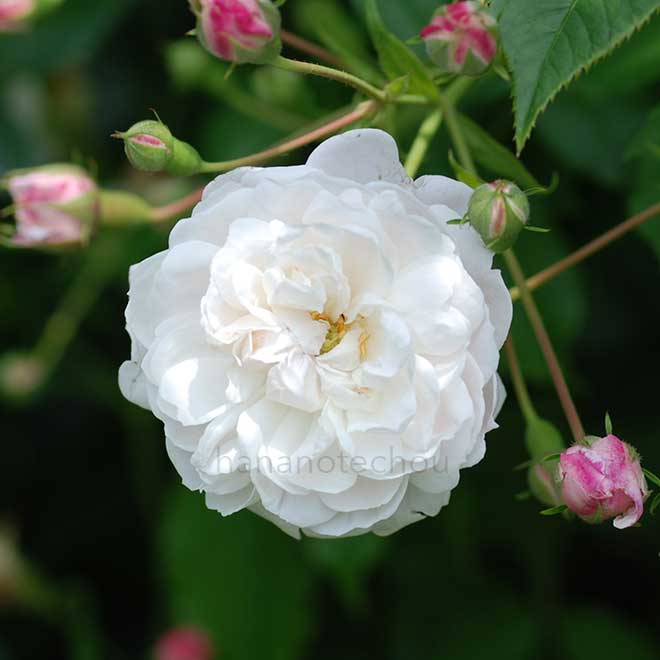 バラ ボルチモア ベル｜花の手帖の薔薇図鑑