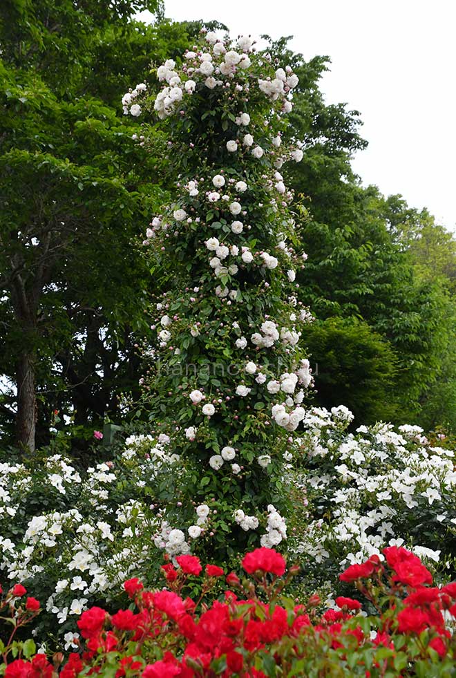 バラ ボルチモア ベル｜花の手帖の薔薇図鑑