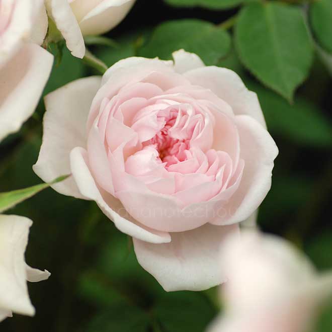 バラ バンビーノ｜花の手帖の薔薇図鑑