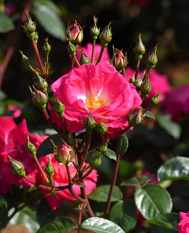 バラ バンブリッジ｜花の手帖の薔薇図鑑