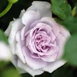 バラ 薔薇の海｜花の手帖の薔薇図鑑