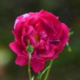 バラ ｜花の手帖の薔薇図鑑