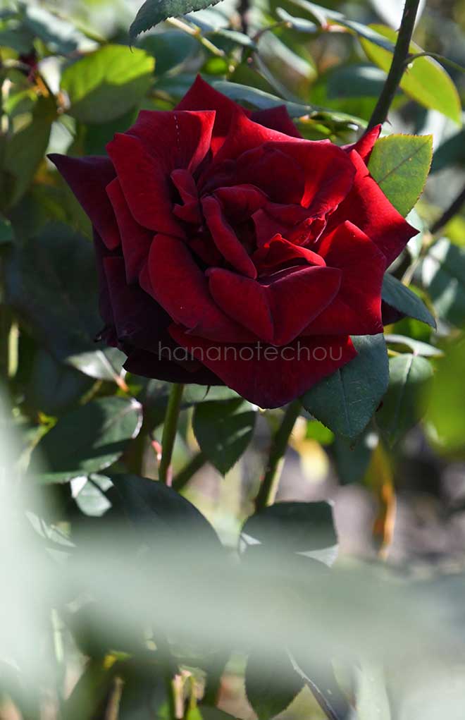 バラ バルカロール｜花の手帖の薔薇図鑑